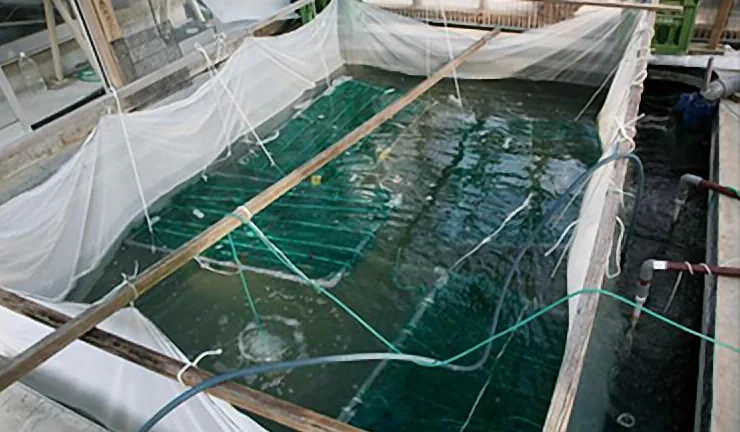 MAISHI nylon net in aquaculture tank
